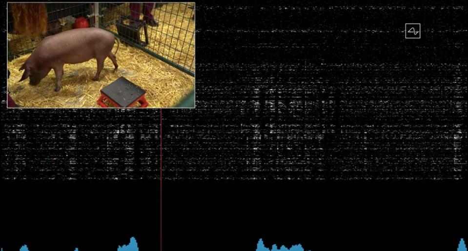 A pig  snuffles around in a pile of hay while a computer screen displays brain activity captured by a Neuralink device.