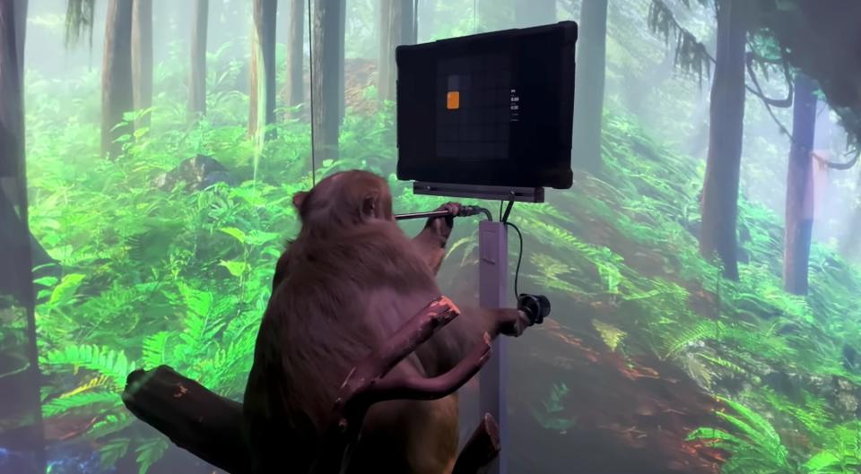 A monkey being used for animal research by Neuralink sits on a tree branch while looking upwards at a computer monitor displaying a ping pong game.