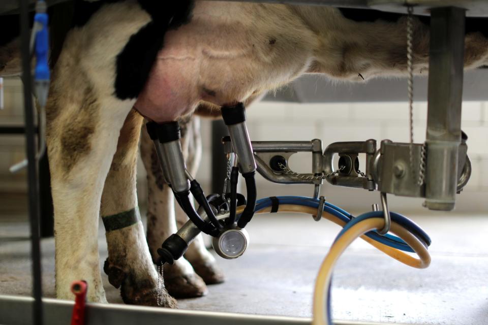cow udder rigged with machine and tubes for milking