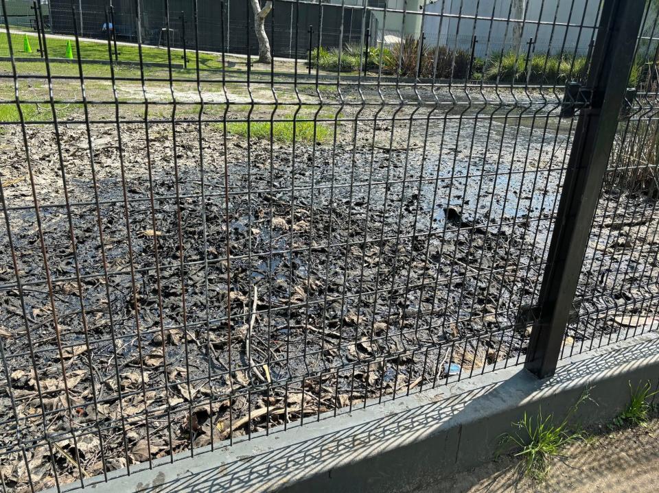 A La Brea tar pit behind a fence with leaves and debris on the surface of the asphalt