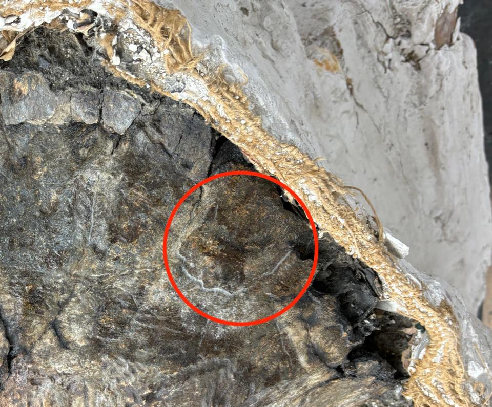 Part of a mammoth skull with a crack that was repaired with the crack circled in red