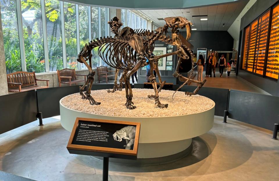 A skeleton of a saber-tooth cat in the La Brea museum