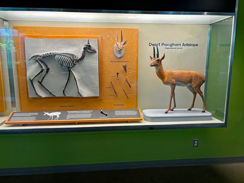 A small skeleton and model of a pronghorn in a glass case