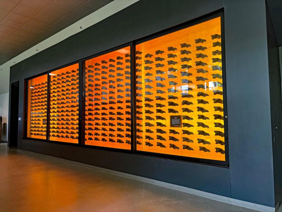 Hundreds of dire wolf skeletons behind glass with an orange wall behind them