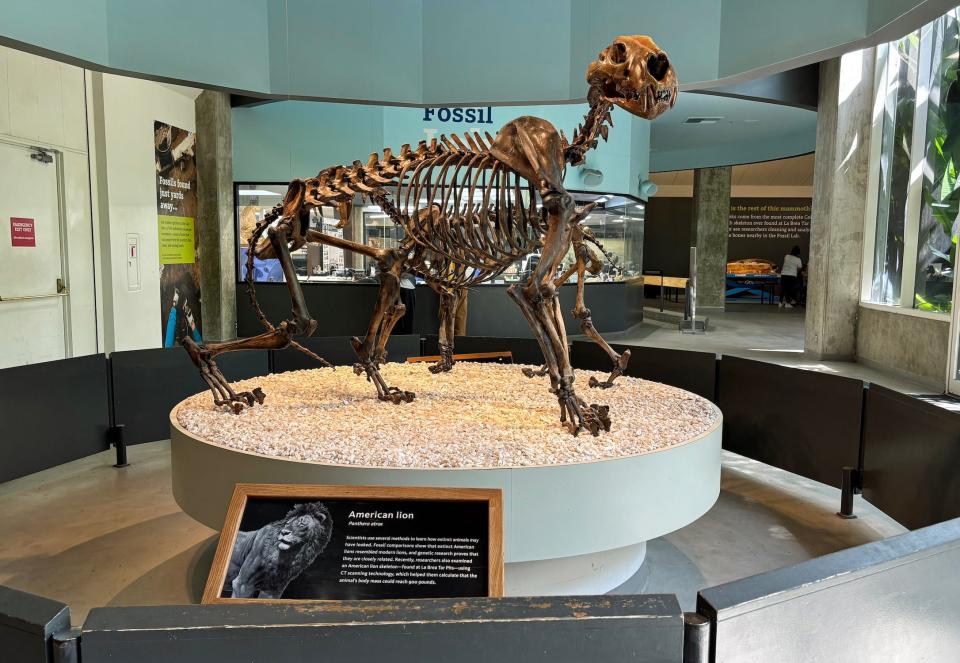 A skeleton of an American lion at the La Brea museum