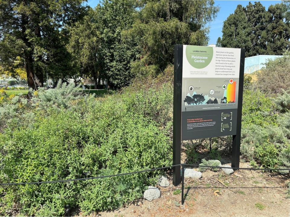 Several plants outdoors next a sign that reads  La Breat Tar Pits Pleistocene Garden