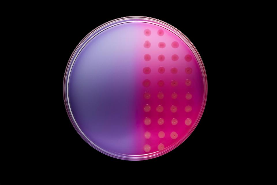 A petri dish that's half purple and uncolonized on the left side, and pink and colonized by rows of small spots of bacteria on the right side, against a black background.