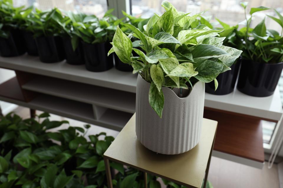 A marbled pothos house plant potted in a special pot designed by Neoplants sits on a small table with more plants against a window in the background.